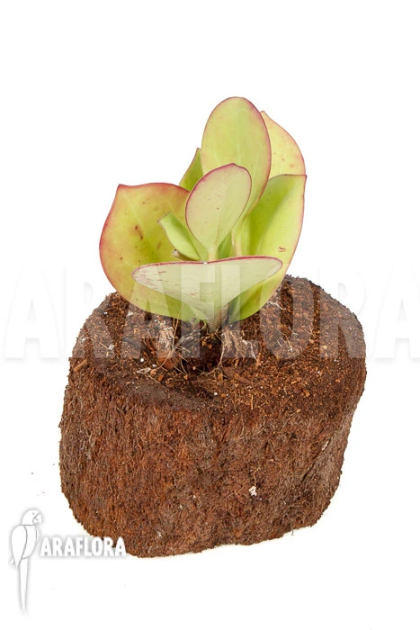 Hoya Pachyclada 'Pink Leaf' 4 Hoya Pachyclada 'Pink Leaf' - Image 4