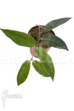 Hoya Patella -Green Haven Sales Store Hoya patella 3