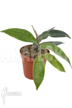 Hoya Patella -Green Haven Sales Store Hoya patella 4