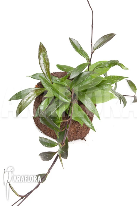 Hoya Pubicalyx 'L' 2 Hoya Pubicalyx 'L' - Image 2