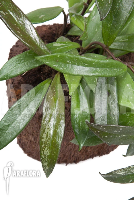 Hoya Pubicalyx 'L' 3 Hoya Pubicalyx 'L' - Image 3