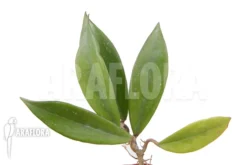 Hoya Pubicalyx 'Royal Hawai Purple'