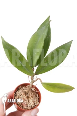 Hoya Pubicalyx 'Royal Hawai Purple' -Green Haven Sales Store Hoya pubicalyx Royal Hawaii purple 2