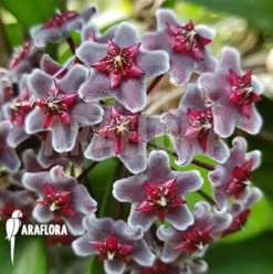 Hoya Pubicalyx 'Royal Hawai Purple' -Green Haven Sales Store Hoya pubicalyx Royal Hawaii purple 4