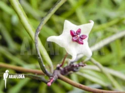 Hoya Kerrii 5 Hoya Kerrii -Green Haven Sales Store Hoya retusa 2