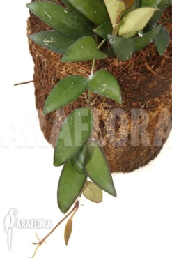 Hoya 'Rosita' ( Wayetii X Tsangii) -Green Haven Sales Store Hoya rosita 3