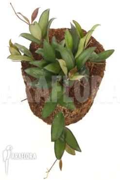 Hoya 'Rosita' ( Wayetii X Tsangii) -Green Haven Sales Store Hoya rosita 5