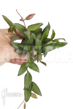 Hoya 'Rosita' ( Wayetii X Tsangii) -Green Haven Sales Store Hoya rosita 6