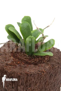Hoya Rotundiflora 'leafcutting'