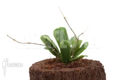 Hoya Rotundiflora 'leafcutting' -Green Haven Sales Store Hoya rotundiflora 4