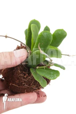 Hoya Rotundiflora 'leafcutting' -Green Haven Sales Store Hoya rotundiflora 5
