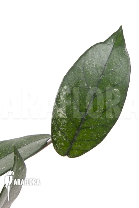 Hoya Sp 1 North Vietnam Rooted Cutting 1 Hoya Sp 1 North Vietnam Rooted Cutting