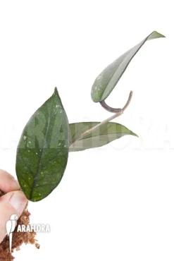 Hoya Sp 1 North Vietnam Rooted Cutting 5 Hoya Sp 1 North Vietnam Rooted Cutting -Green Haven Sales Store Hoya sp 1 North Vietnam 2