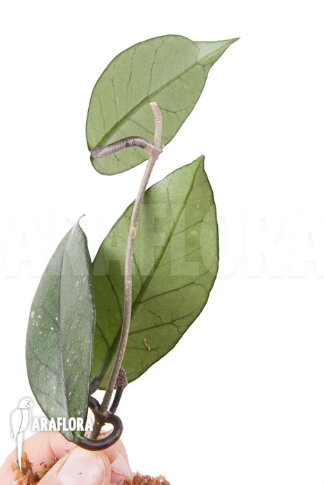 Hoya Sp 1 North Vietnam Rooted Cutting 2 Hoya Sp 1 North Vietnam Rooted Cutting - Image 2
