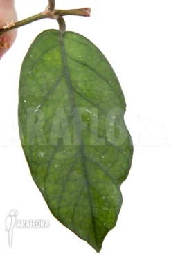 Hoya Sp 5 North Vietnam Rooted Cutting