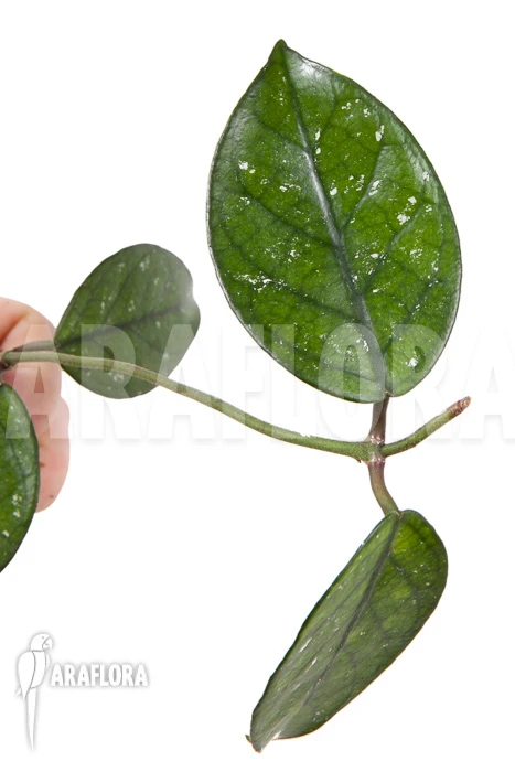 Hoya Sp 7 North Vietnam Rooted Cutting 1 Hoya Sp 7 North Vietnam Rooted Cutting