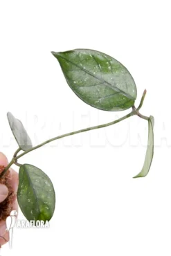 Hoya Sp 7 North Vietnam Rooted Cutting 5 Hoya Sp 7 North Vietnam Rooted Cutting -Green Haven Sales Store Hoya sp 7 North Vietnam 2