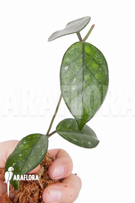 Hoya Sp 7 North Vietnam Rooted Cutting 2 Hoya Sp 7 North Vietnam Rooted Cutting - Image 2