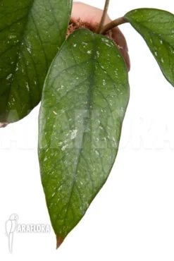 Hoya Sp 9 North Vietnam Rooted Cutting