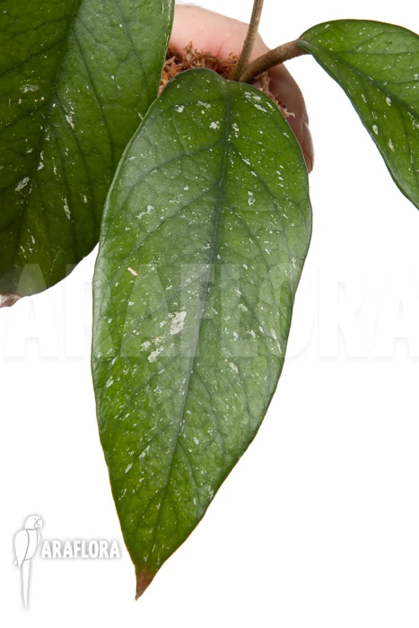 Hoya Sp 8 North Vietnam Rooted Cutting 1 Hoya Sp 8 North Vietnam Rooted Cutting