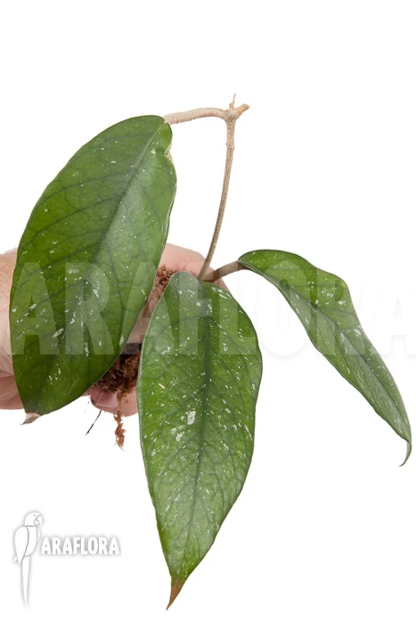 Hoya Sp 9 North Vietnam Rooted Cutting 2 Hoya Sp 9 North Vietnam Rooted Cutting - Image 2