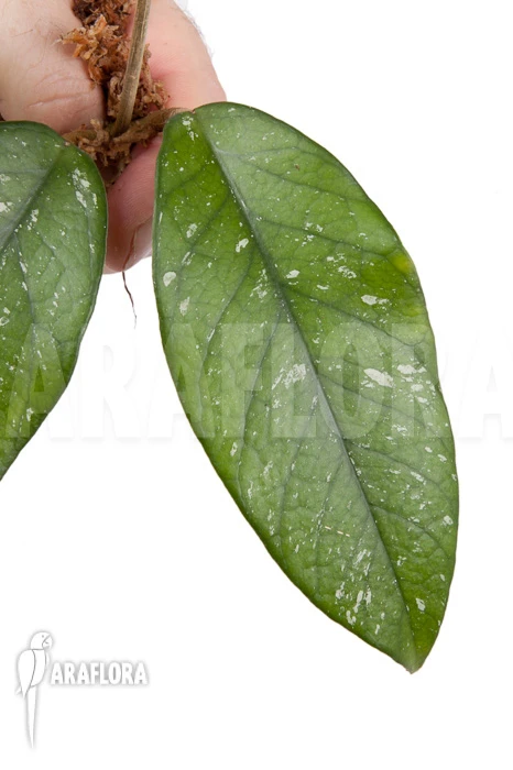 Hoya Sp 9 North Vietnam Rooted Cutting 3 Hoya Sp 9 North Vietnam Rooted Cutting - Image 3