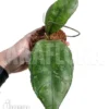 Hoya Sp Perak Teddy Bear Starter