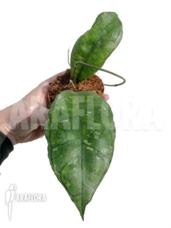 Hoya Sp Perak Teddy Bear Starter