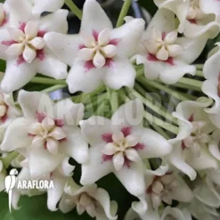 Hoya Sp 'ut 029' -Green Haven Sales Store Hoya sp ut 029 1