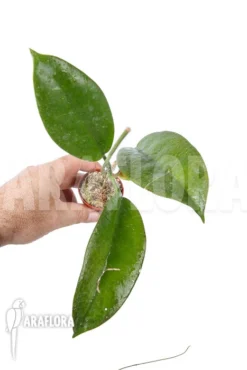 Hoya Sp 'ut 029'
