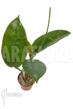 Hoya Sp 'ut 029' -Green Haven Sales Store Hoya sp ut 029 4