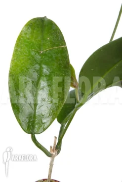 Hoya Sp 'ut 029' -Green Haven Sales Store Hoya sp ut 029 5