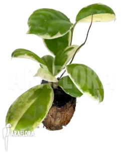 Hoya Sp Variagated -Green Haven Sales Store Hoya sp variegated 2