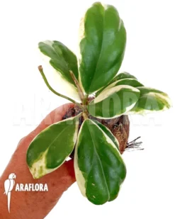 Hoya Sp Variagated -Green Haven Sales Store Hoya sp variegated 4