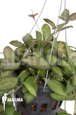 Hoya Sp Aff Burtoniae