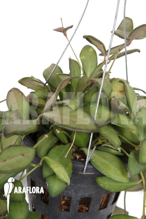 Hoya Sp Aff Burtoniae 1 Hoya Sp Aff Burtoniae