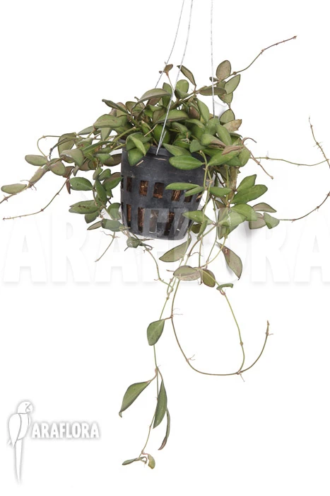 Hoya Sp Aff Burtoniae 2 Hoya Sp Aff Burtoniae - Image 2