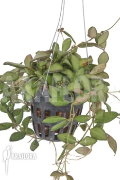 Hoya Sp Aff Burtoniae 5 Hoya Sp Aff Burtoniae -Green Haven Sales Store Hoya sp20aff20Burtoniae 3