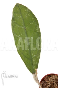 Hoya Species 'Perak Srg 3227'