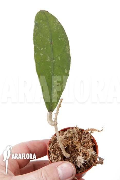 Hoya Species 'Perak Srg 3227' 3 Hoya Species 'Perak Srg 3227' - Image 3