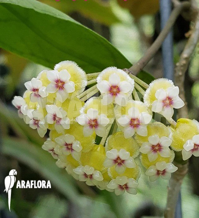 Hoya Species 'Perak Srg 3227' 2 Hoya Species 'Perak Srg 3227' - Image 2