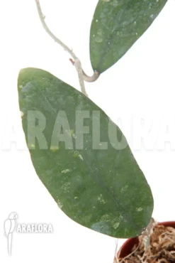 Hoya Species 'UT 168'