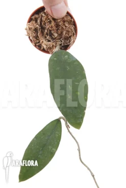 Hoya Species 'UT 168' -Green Haven Sales Store Hoya species UT 168 3