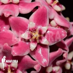 Hoya Subcalva -Green Haven Sales Store Hoya subcalva 1