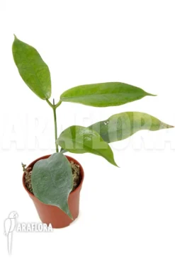 Hoya Subcalva -Green Haven Sales Store Hoya subcalva 4