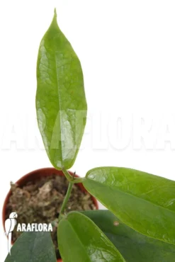 Hoya Subcalva -Green Haven Sales Store Hoya subcalva 5