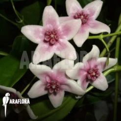 Hoya Tannaensis -Green Haven Sales Store Hoya tannaensis 1