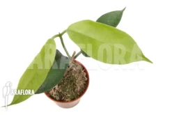 Hoya Tannaensis -Green Haven Sales Store Hoya tannaensis 3