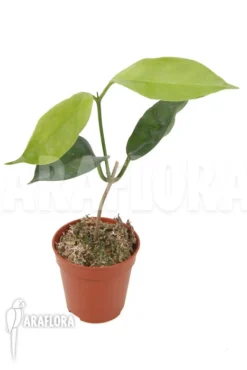 Hoya Tannaensis -Green Haven Sales Store Hoya tannaensis 4