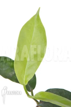 Hoya Tannaensis -Green Haven Sales Store Hoya tannaensis 5